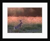 Evening in hare meadow by Paul Quellin
