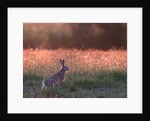 Evening in hare meadow by Paul Quellin