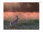 Evening in hare meadow by Paul Quellin