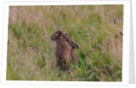 Hare by Suzanne McKnight