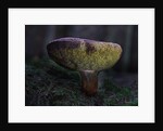 Boletus mushroom by Chris Hunt