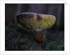Boletus mushroom by Chris Hunt