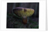 Boletus mushroom by Chris Hunt