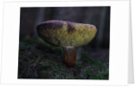 Boletus mushroom by Chris Hunt