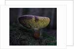 Boletus mushroom by Chris Hunt