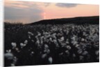 Cotton Grass at Eary Cushlin by Tom Hannah