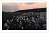 Cotton Grass at Eary Cushlin by Tom Hannah