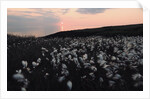 Cotton Grass at Eary Cushlin by Tom Hannah