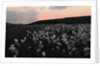 Cotton Grass at Eary Cushlin by Tom Hannah