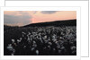 Cotton Grass at Eary Cushlin by Tom Hannah