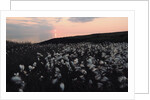 Cotton Grass at Eary Cushlin by Tom Hannah