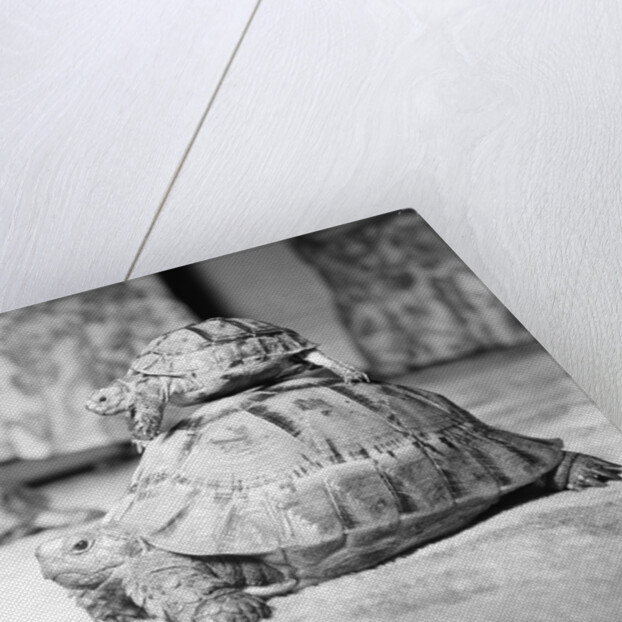 Tortoise by Sheppard