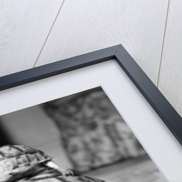 Tortoise by Sheppard