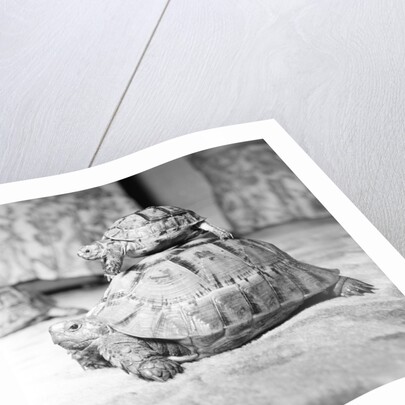 Tortoise by Sheppard