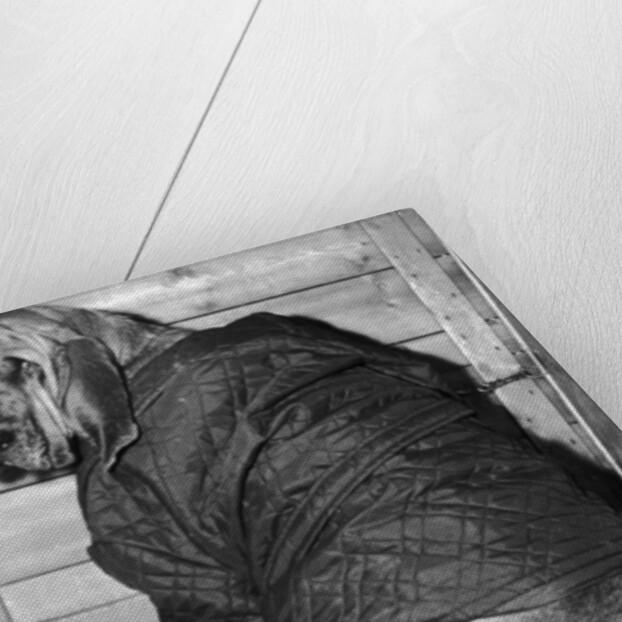 Bloodhound 1969 by Birmingham Post and Mail Archive