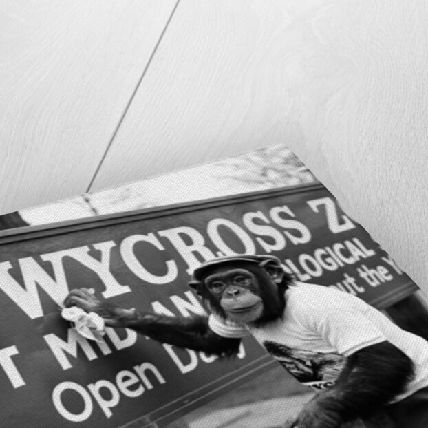 Twycross Zoo Chimpanzee cleaning. by Staff