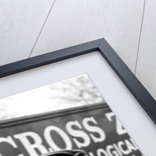 Twycross Zoo Chimpanzee cleaning. by Staff