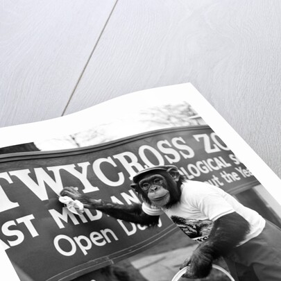 Twycross Zoo Chimpanzee cleaning. by Staff