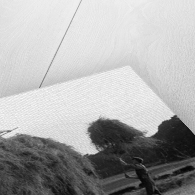Haymaking at Penshurst July 1939 by Bernard Alfieri