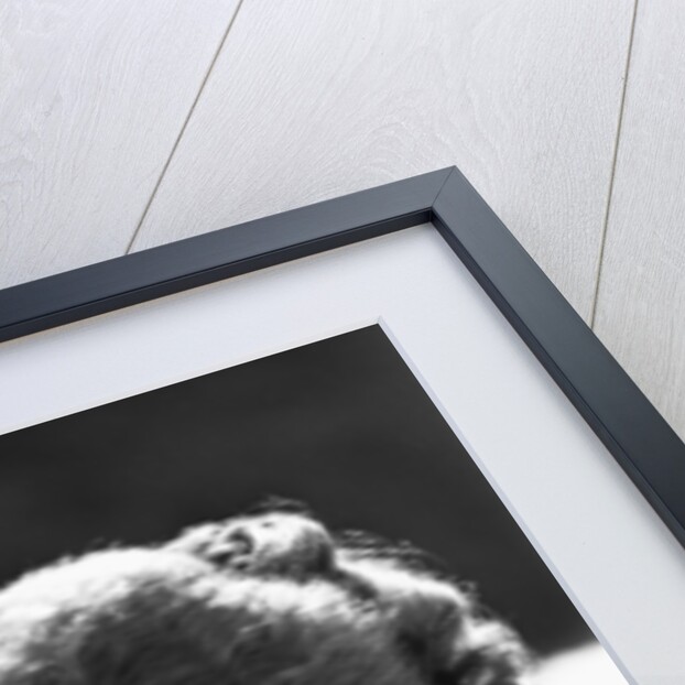 Jane Seymour by Staff