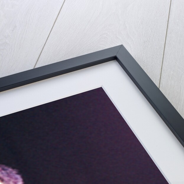 Red Hot Chili Peppers by Staff