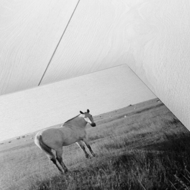 A white horse on Romney Marshes, Kent, 1954 by Bela Zola