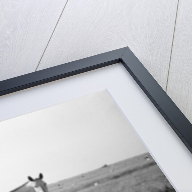 A white horse on Romney Marshes, Kent, 1954 by Bela Zola