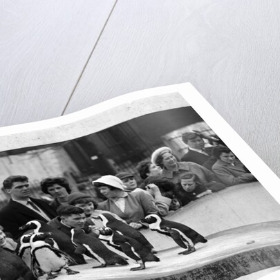 Penguins at London Zoo, 1959 by Tanner