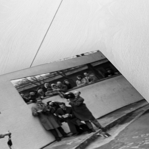 Emperor Penguin at London Zoo, 1950 by Staff