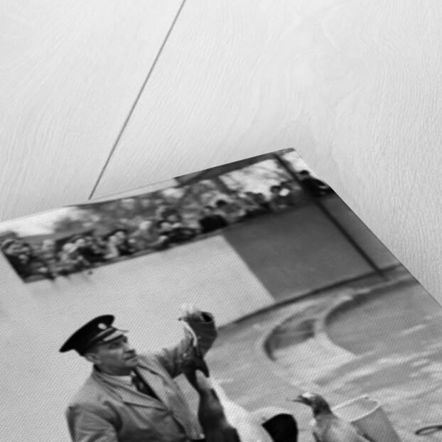 Emperor Penguin at London Zoo, 1950 by Staff