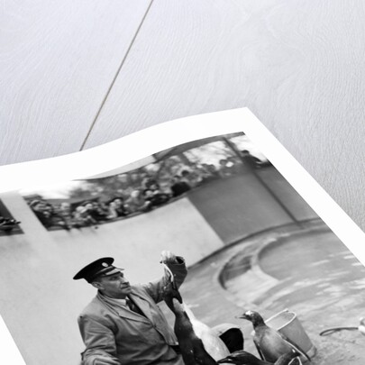 Emperor Penguin at London Zoo, 1950 by Staff