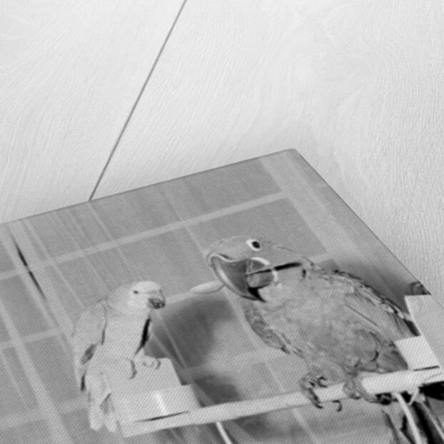 Peter the 100 year old parrot prefers to eat with a spoon by Staff