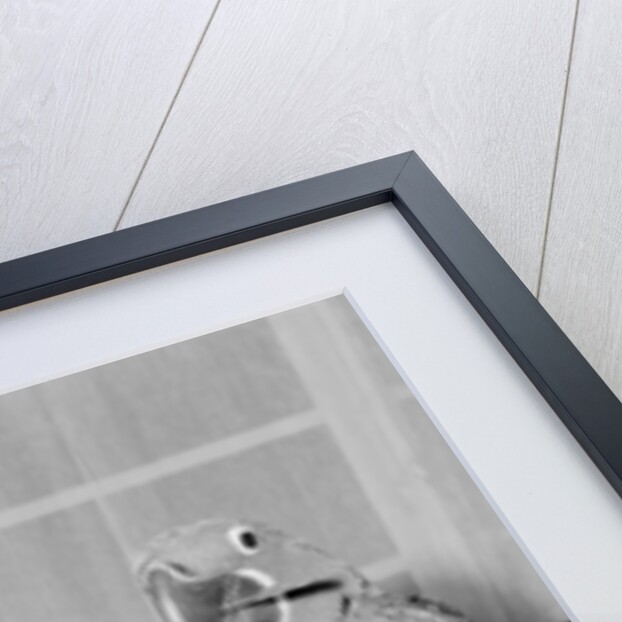 Peter the 100 year old parrot prefers to eat with a spoon by Staff