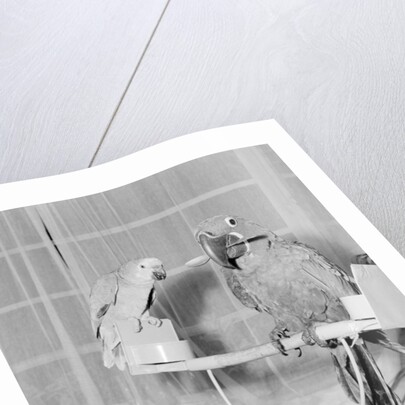 Peter the 100 year old parrot prefers to eat with a spoon by Staff