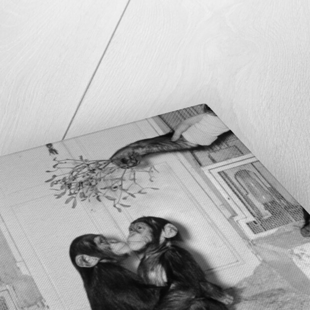 Chimpanzees of Bertram Mills circus by Chapman