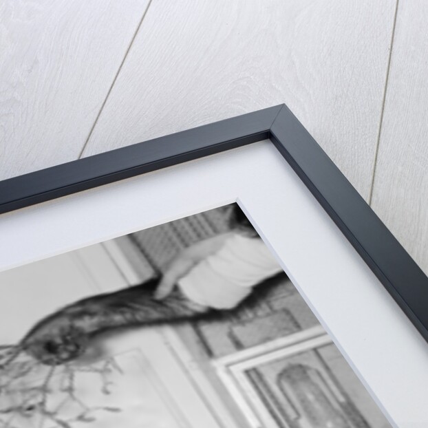 Chimpanzees of Bertram Mills circus by Chapman