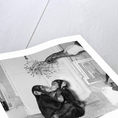 Chimpanzees of Bertram Mills circus by Chapman