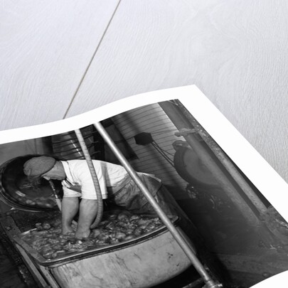 Carrot Powder making at Bristol by Staff