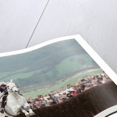 Desert Orchid by Dale Cherry