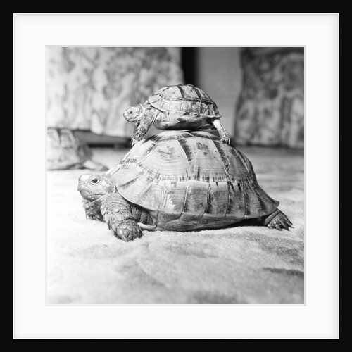 Tortoise by Sheppard