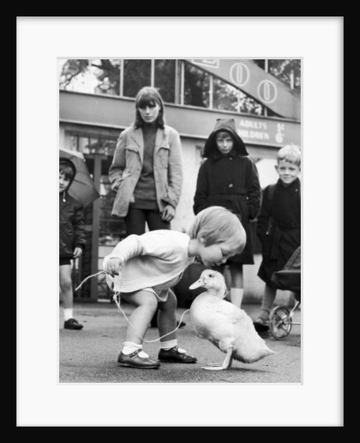 Pip the Duck by Staff