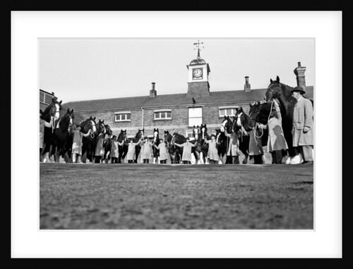 Young's Brewery Shire Horses, 12th February 1967 by Hope