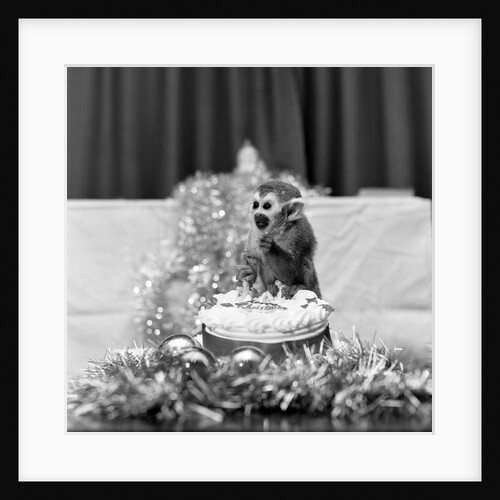 Pip the Squirrel Monkey by Sunday People