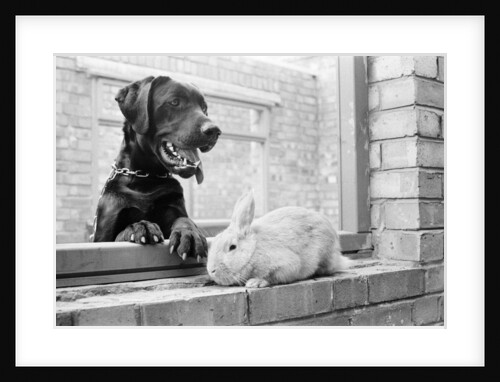 Rocky the Labrador & Ginger the Rabbit by Arthur Sidey