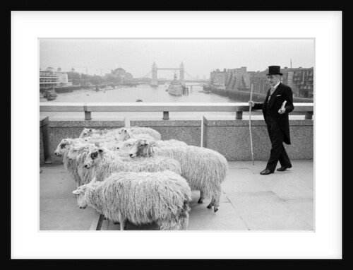 Harold Mote by Alistar Macdonald