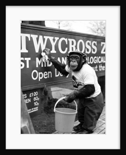 Twycross Zoo Chimpanzee cleaning. by Staff