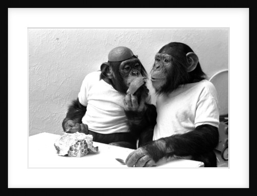 Two Chimpanzees celebrating Easter by Staff
