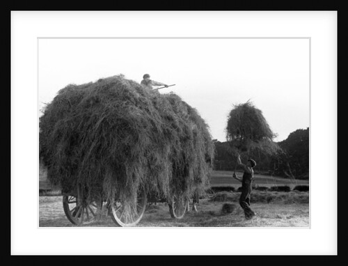 Haymaking at Penshurst July 1939 by Bernard Alfieri