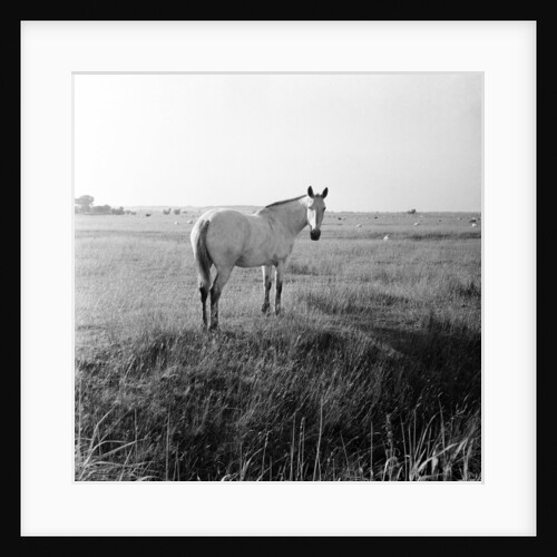 A white horse on Romney Marshes, Kent, 1954 by Bela Zola