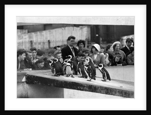 Penguins at London Zoo, 1959 by Tanner